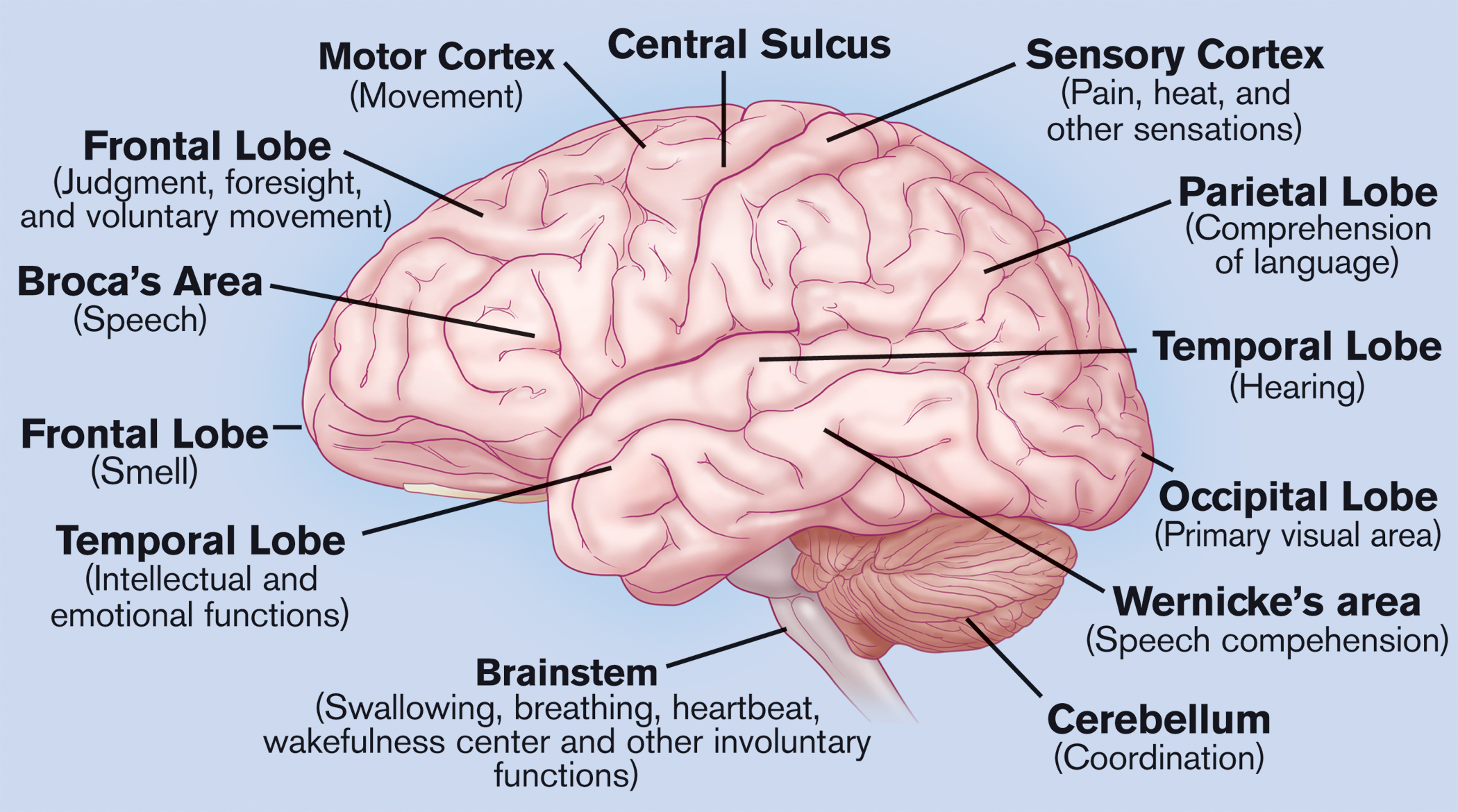 Human structure. Brain functions. Human Brain structure. Parts of the Brain. Brain structure and function.
